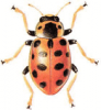 +bug+insect+pest+Hippodamia+ clipart