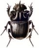 +bug+insect+pest+Horned+Dung+Beetle+ clipart