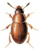 +bug+insect+pest+Hydnobius+ clipart