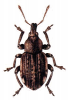 +bug+insect+pest+Hypera+ clipart