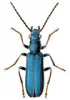 +bug+insect+pest+Ischnomera+ clipart