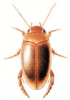 +bug+insect+pest+Laccophilus+ clipart