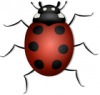 +bug+insect+pest+Ladybug+thin+legs+ clipart