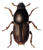 +bug+insect+pest+Large+Elm+Bark+Beetle+ clipart