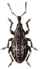 +bug+insect+pest+Lepyrus+ clipart