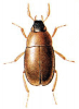 +bug+insect+pest+Limnebius+ clipart