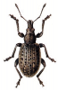 +bug+insect+pest+Liophloeus+ clipart
