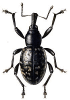 +bug+insect+pest+Liparus+ clipart