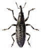 +bug+insect+pest+Lixus+ clipart