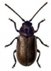+bug+insect+pest+Lochmaea+ clipart