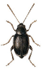 +bug+insect+pest+Longitarsus+ clipart