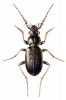 +bug+insect+pest+Loricera+ clipart