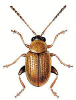 +bug+insect+pest+Lythraria+ clipart