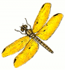 +bug+insect+pest+amber+wing+male+ clipart