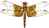 +bug+insect+pest+basal+dragonfly+ clipart