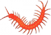 +bug+insect+pest+centipede+ clipart