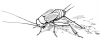 +bug+insect+pest+cricket+sketch+2+ clipart