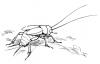 +bug+insect+pest+cricket+sketch+ clipart