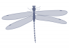 +bug+insect+pest+damselfly+ clipart