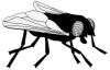 +bug+insect+pest+fly+BW+ clipart