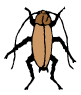 +bug+insect+pest+german+cockroach+ clipart