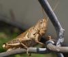 +bug+insect+pest+grasshopper+on+fence+ clipart
