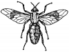 +bug+insect+pest+horsefly+ clipart