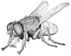 +bug+insect+pest+housefly+2+ clipart