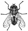 +bug+insect+pest+housefly+3+ clipart