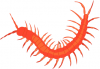 +bug+insect+pest+insect+centipede+ clipart