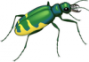 +bug+insect+pest+insect+green+yellow+ clipart