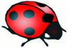 +bug+insect+pest+lady+bug+ clipart