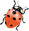 +bug+insect+pest+ladybug+big+ clipart