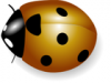 +bug+insect+pest+ladybug+golden+ clipart