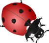 +bug+insect+pest+ladybug+large+ clipart