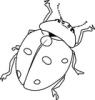 +bug+insect+pest+ladybug+line+art+ clipart