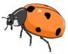 +bug+insect+pest+ladybug+orange+ clipart
