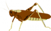 +bug+insect+pest+locust+australian+plague+ clipart
