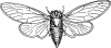 +bug+insect+pest+locust+open+wings+ clipart