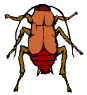 +bug+insect+pest+oriental+cockroach+ clipart