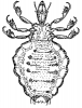 +bug+insect+pest+sucking+louse+ clipart