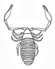 +bug+insect+pest+Chelifer+cancroides+lineart+ clipart