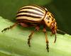 +bug+insect+pest+Colorado+potato+beetle+ clipart