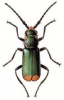 +bug+insect+pest+Malachius+ clipart