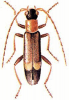 +bug+insect+pest+Malthodes+ clipart
