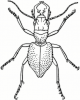 +bug+insect+pest+Manticora+tuberculata+ clipart