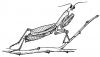 +bug+insect+pest+Mantis+ clipart
