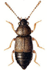 +bug+insect+pest+Megarthrus+ clipart