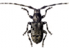 +bug+insect+pest+Mesosa+ clipart