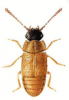 +bug+insect+pest+Metopsia+ clipart